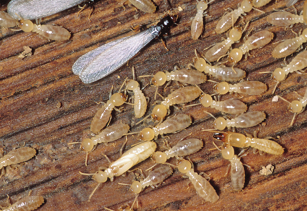 homes need termite inspection.